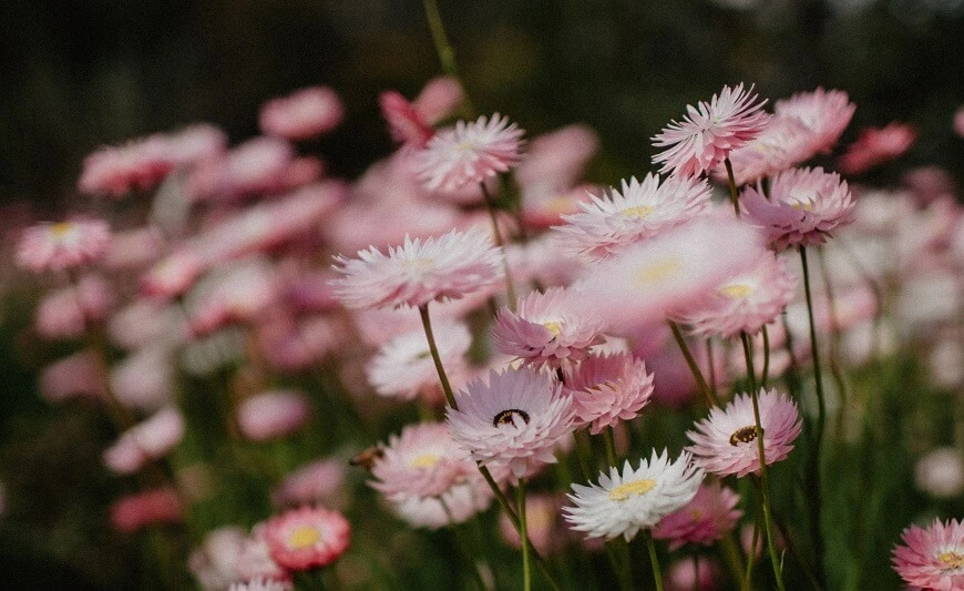 Wildflower Seed Bombs: Make Them, Give Them, Plant Them