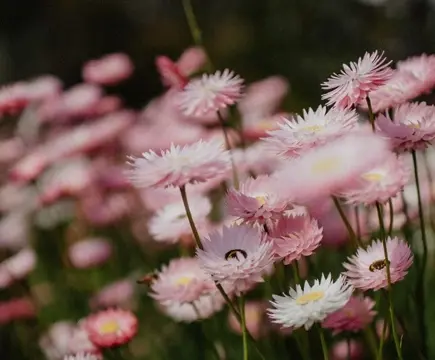 Wildflower Seed Bombs: Make Them, Give Them, Plant Them