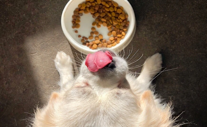 Homemade Dog Food