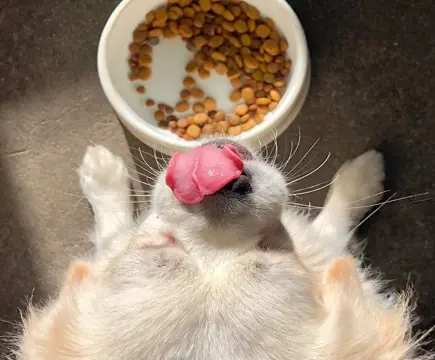 Homemade Dog Food