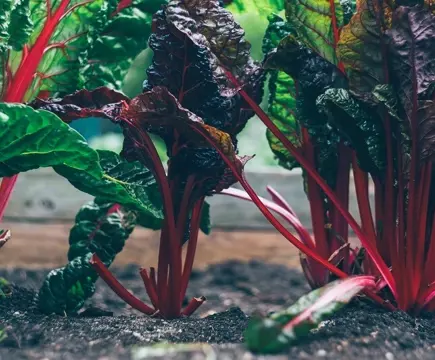 Lasagna Gardening for Beginners: How to Create a Lasagna Garden