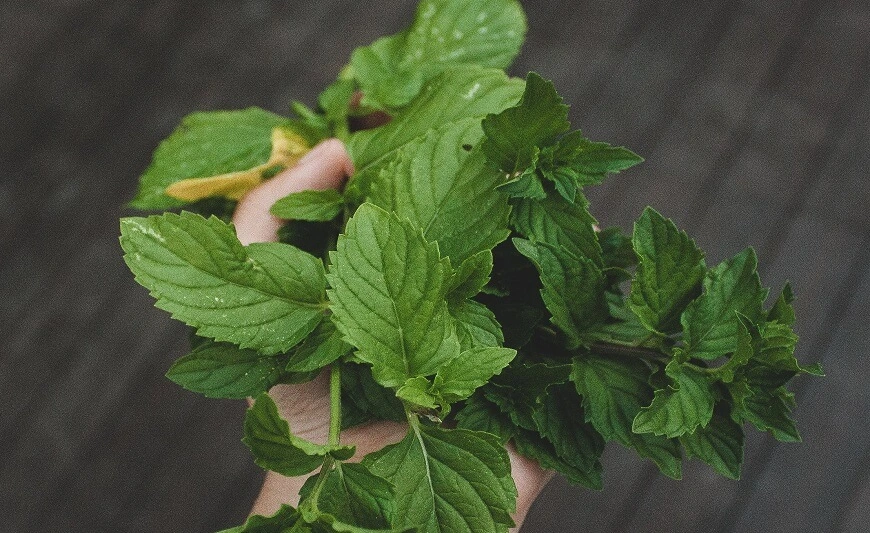 DIY Mint Extract