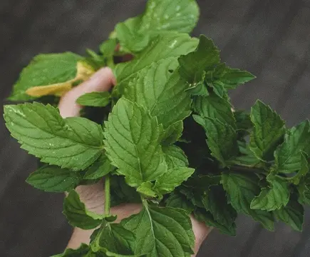 DIY Mint Extract